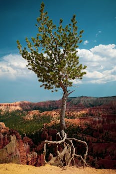 A solitary pine tree stands resiliently against the stunning backdrop of Bryce Canyon's red rock formations.