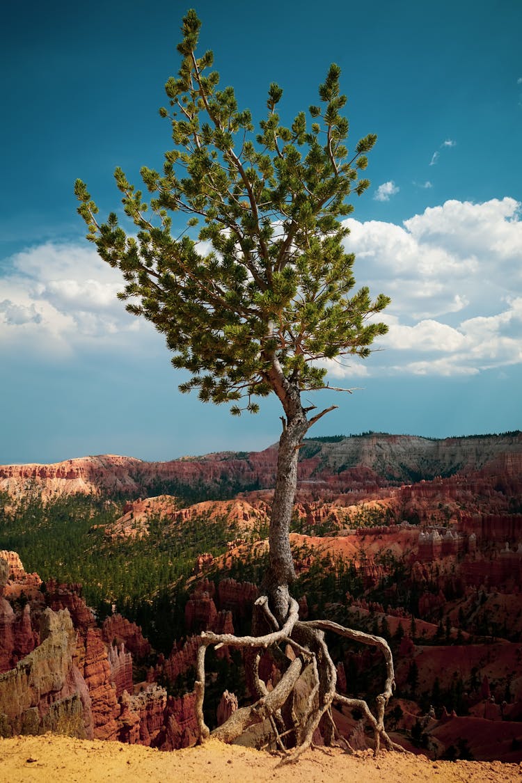 Green Leafed Tree