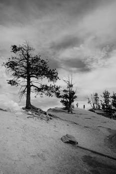 山间树木与徒步者的单色景致