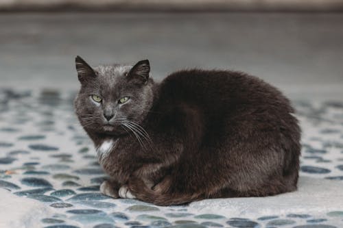 A Gray Cat Sitting on the Ground 
