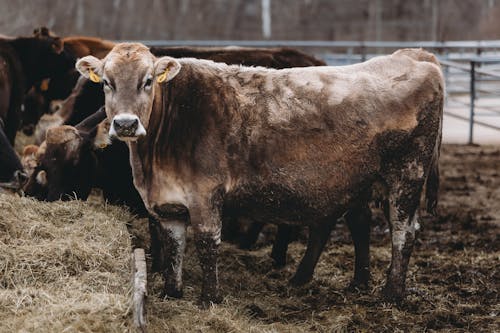 ファーム, 牛, 田舎の無料の写真素材