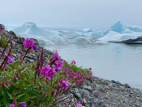 アラスカ, 氷, 氷河の無料の写真素材