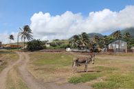 Explore a serene countryside featuring a donkey on a dirt road, palm trees, and houses under a clear sky.