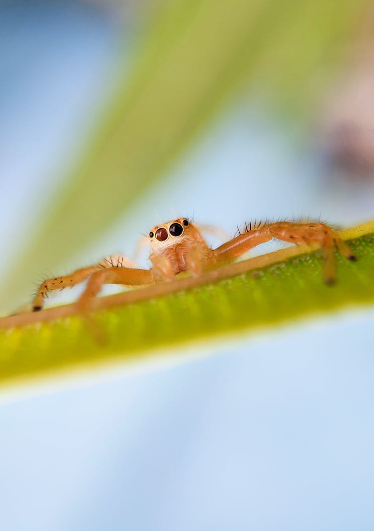 Spider On Leaf