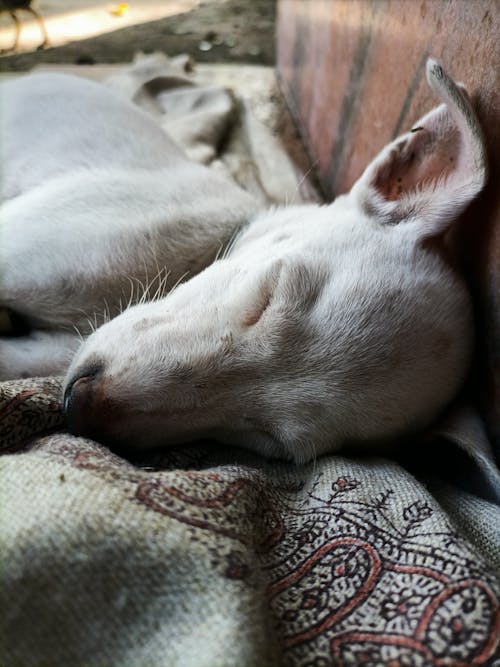 Cute dog sleeping