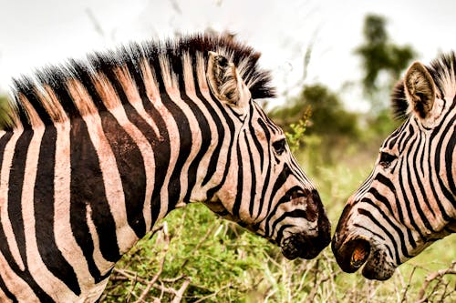 Close-Up Photo of Two Zebras