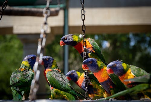 бесплатная Фото разноцветных птиц Стоковое фото