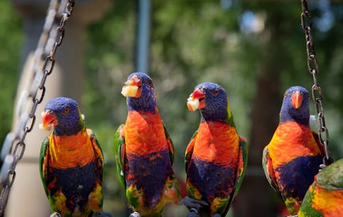Close-Up Photo of Four Parrots