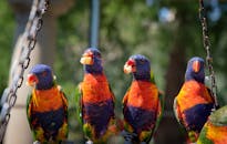 色彩鲜艳的小花莺在户外用餐处栖息