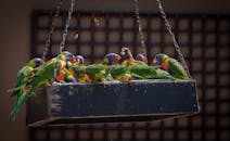 一群羽毛鲜艳的彩虹小花莺聚集在喂食器上