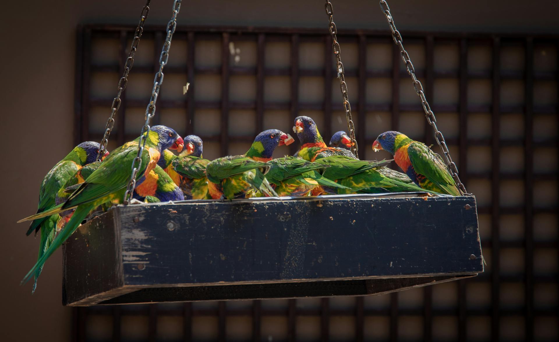 Photo of Group of Parrots