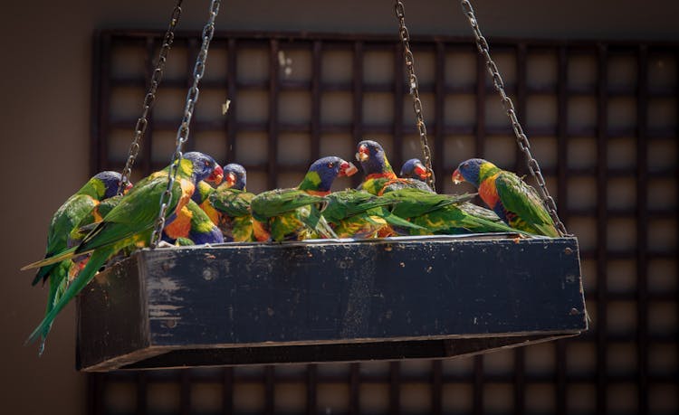 Photo Of Group Of Parrots