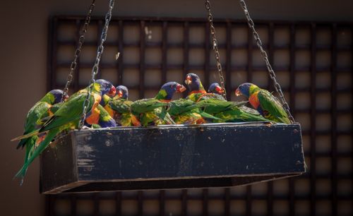 Free A group of colorful rainbow lorikeets gathered on a feeder, showcasing vivid feathers. Stock Photo