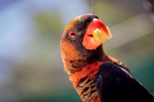 Foto Close Up Burung Beo