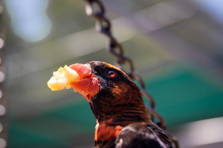 Parrot Eating Biscuit