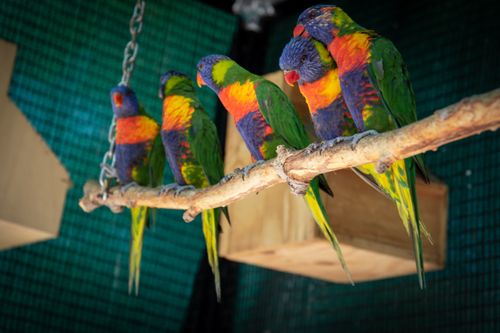 Free Colorful rainbow lorikeets sitting together on a branch in a zoo enclosure. Stock Photo