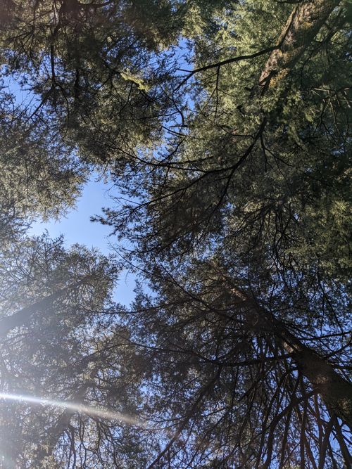 Free stock photo of blue sky, pine trees Stock Photo