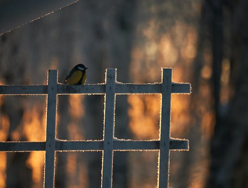 Bird and Trees