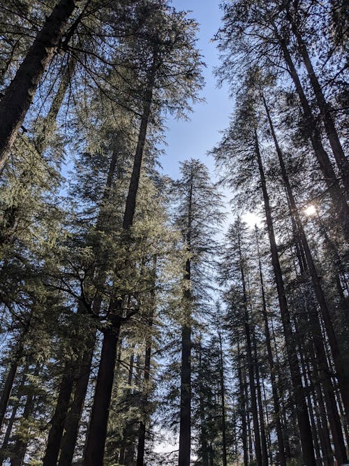 Fotos de stock gratuitas de arboles, bosque, cielo azul