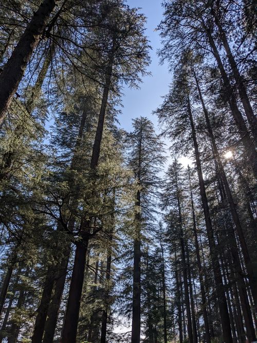 Free Majestic tall trees reaching towards the clear blue sky in a serene Himalayan forest setting. Stock Photo