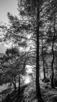 Image by Aysegul Aytoren
