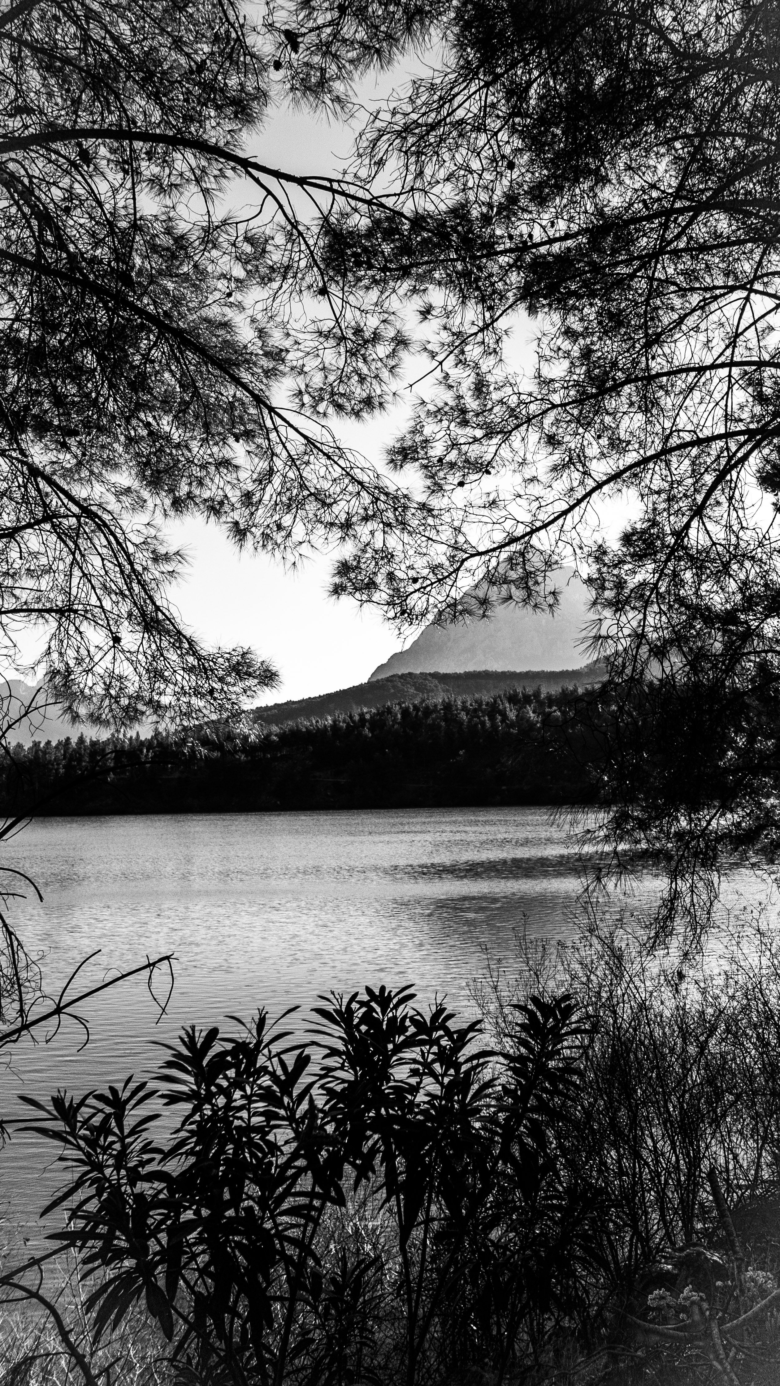 Fotomural Foto serena en blanco y negro de un lago enmarcado por ramas de árboles en la naturaleza.