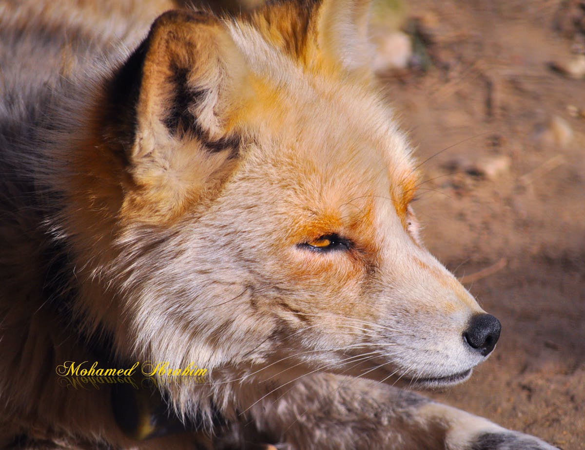 Fast bowler delivering a ball in a cricket match