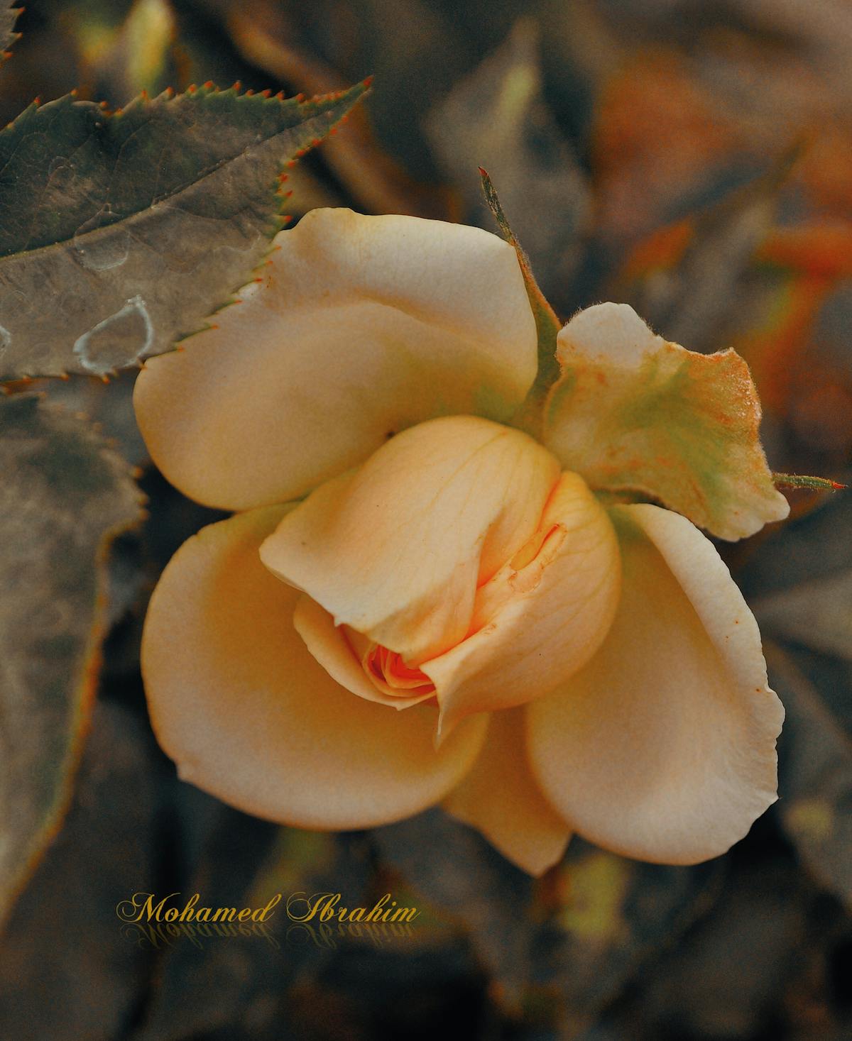 Cricket stadium at sunset with players walking on the field