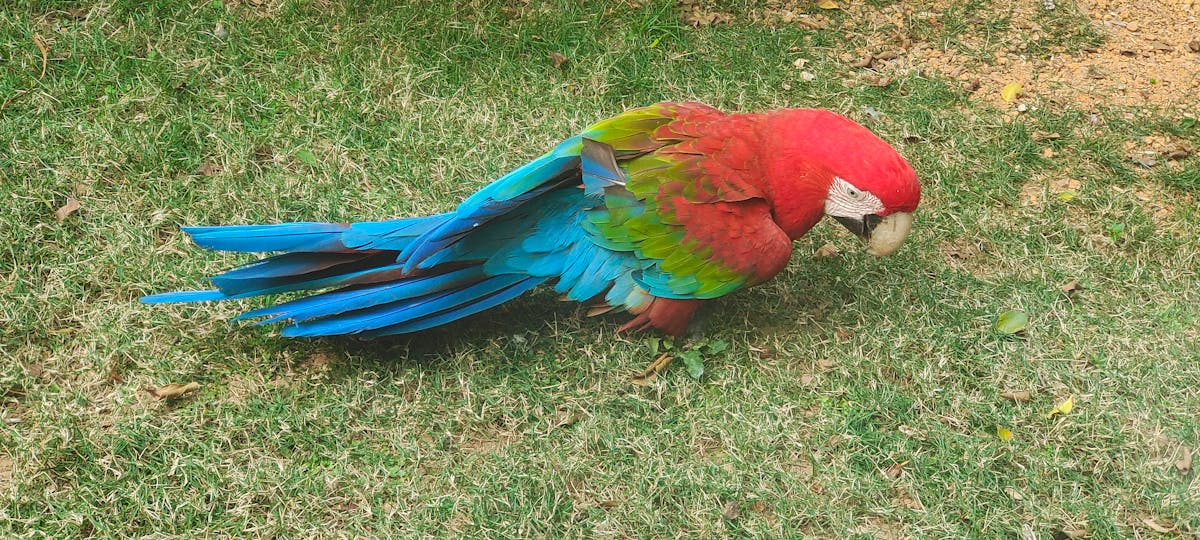Cricketer walking off the field with bat in hand after dismissal