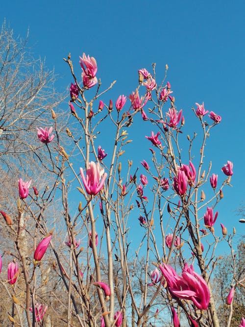 Kostnadsfri bild av buske, grenar, magnolia