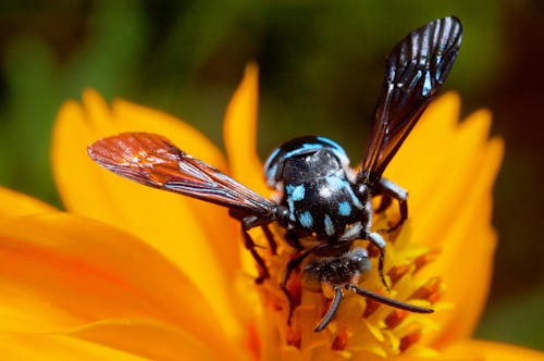 бесплатная Макро фотография осы на цветке Стоковое фото