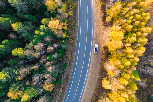 Autumn Forest around Road