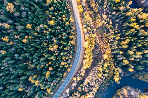 Drone Shot of Road in Forest