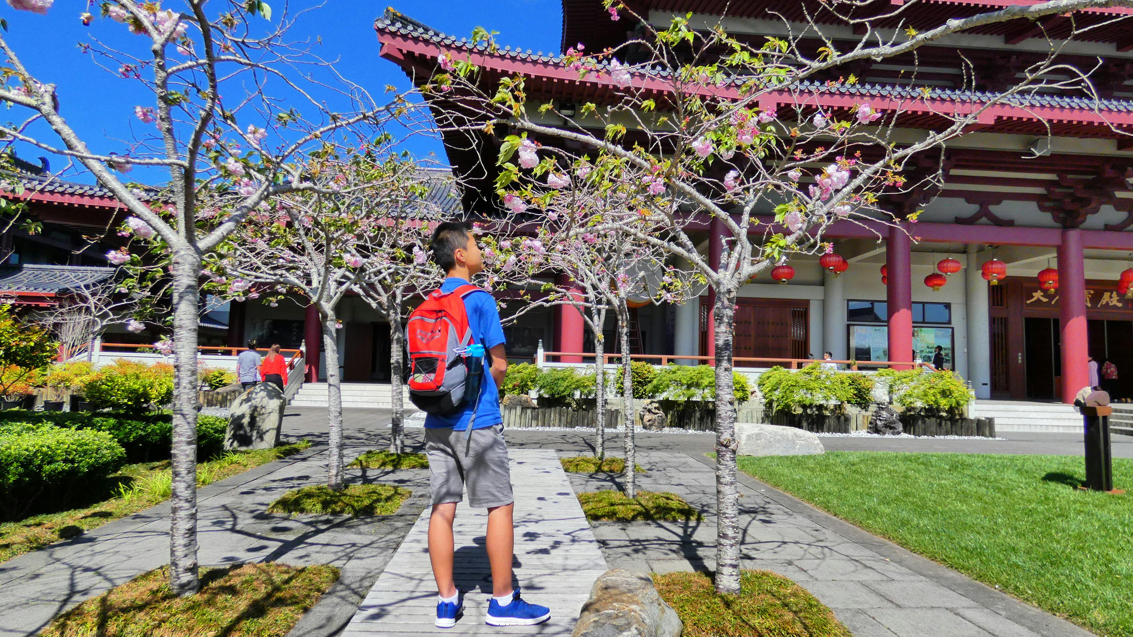Free stock photo of buddhist temple, cherry blossoms, traveler