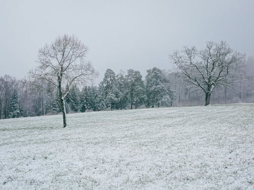 Ingyenes stockfotó fagy, fák, havas témában