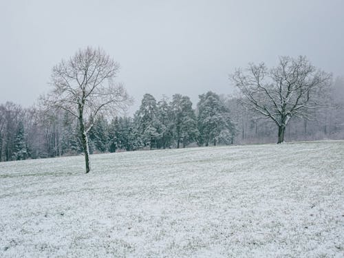 Imagine de stoc gratuită din arbori, câmp, frig