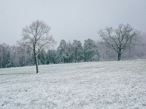 A tranquil snow-covered field with leafless trees under a winter sky.