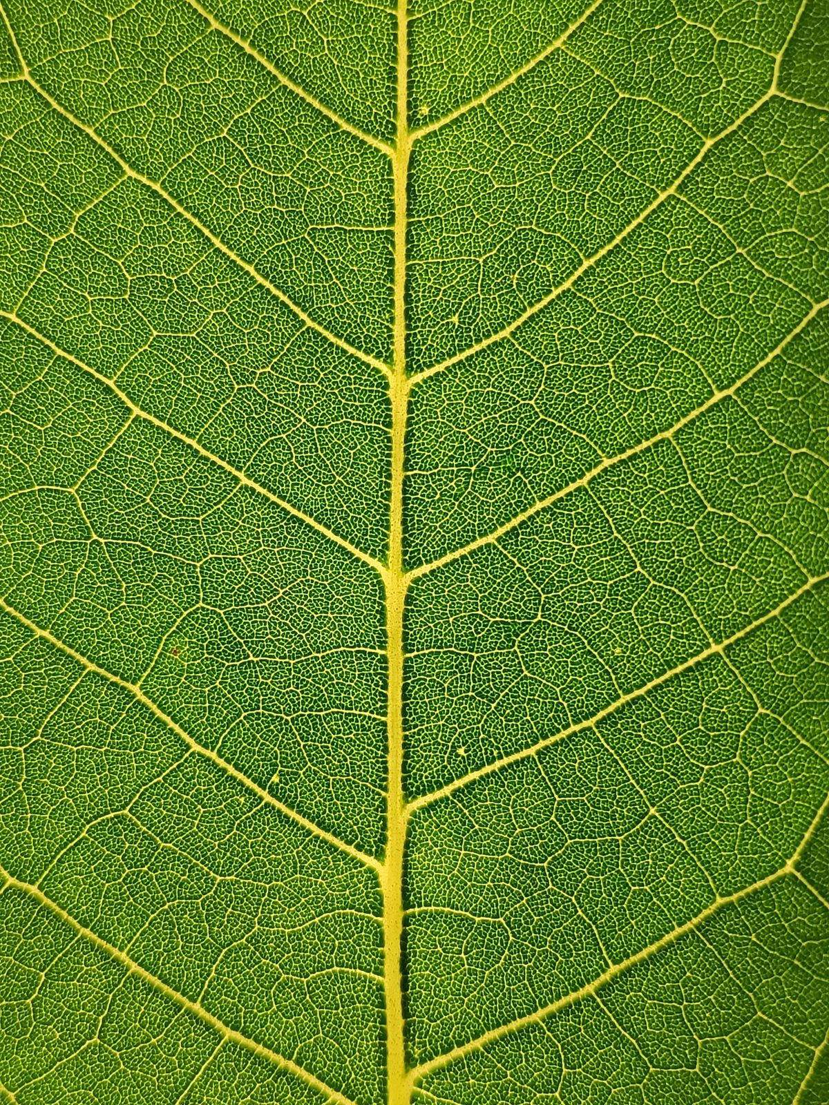 Extreme Close Up Photo of Green Leaf · Free Stock Photo