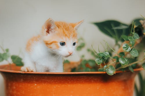A Kitten Sitting in a Flower Pot 