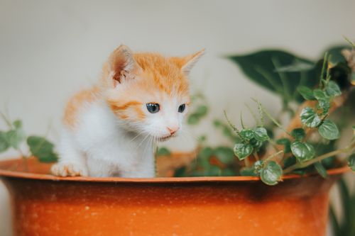 Free A cute white and orange kitten curiously explores a plant pot, surrounded by green leaves. Stock Photo