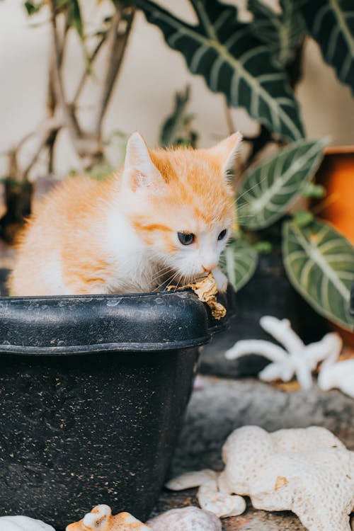 Ilmainen kuvapankkikuva tunnisteilla eläin, kissa, kissanpentu