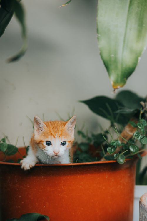 Free Adorable orange and white kitten curiously exploring a flower pot indoors. Stock Photo