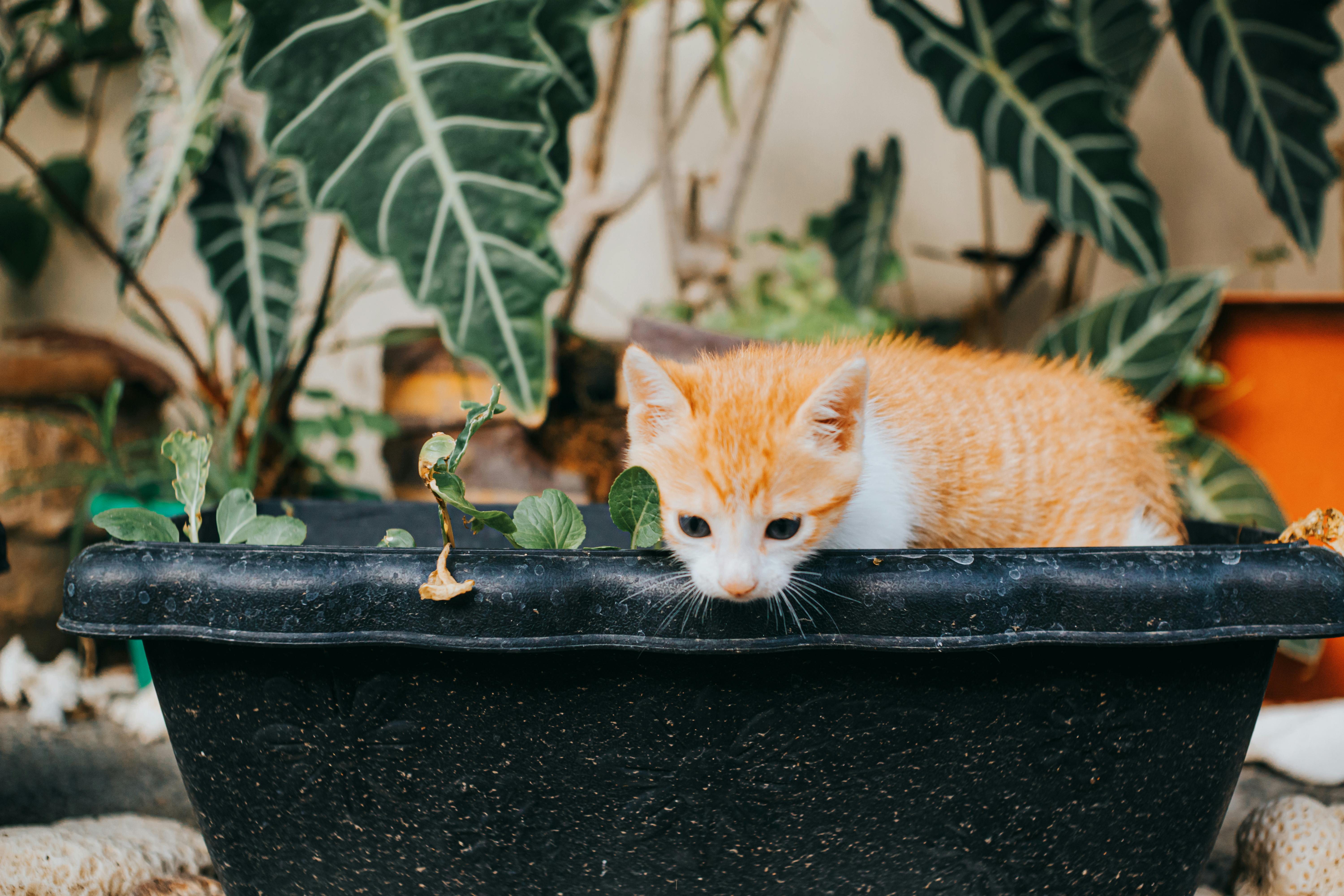 Cute orange kitten playing inside a large plant pot surrounded by houseplants.