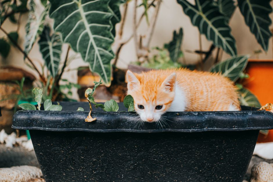 Orange and white kitten peeking over the rim of a black plant pot, large-leaved houseplants behind