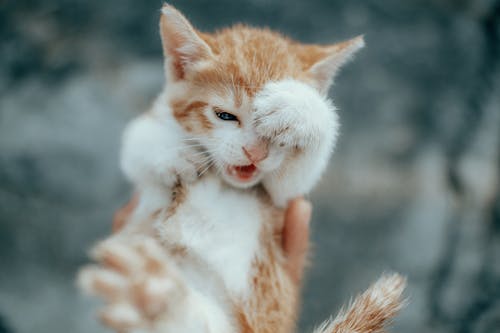 Close-up of a White and Orange Kitten 