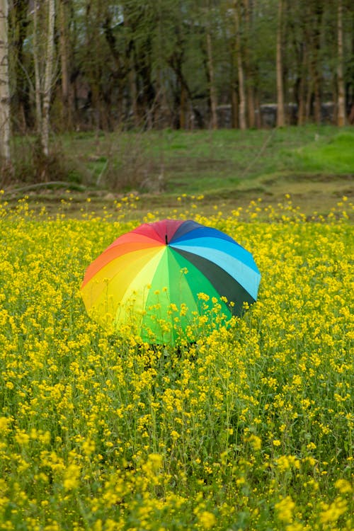 Gratis stockfoto met bloemen, natuur, paraplu