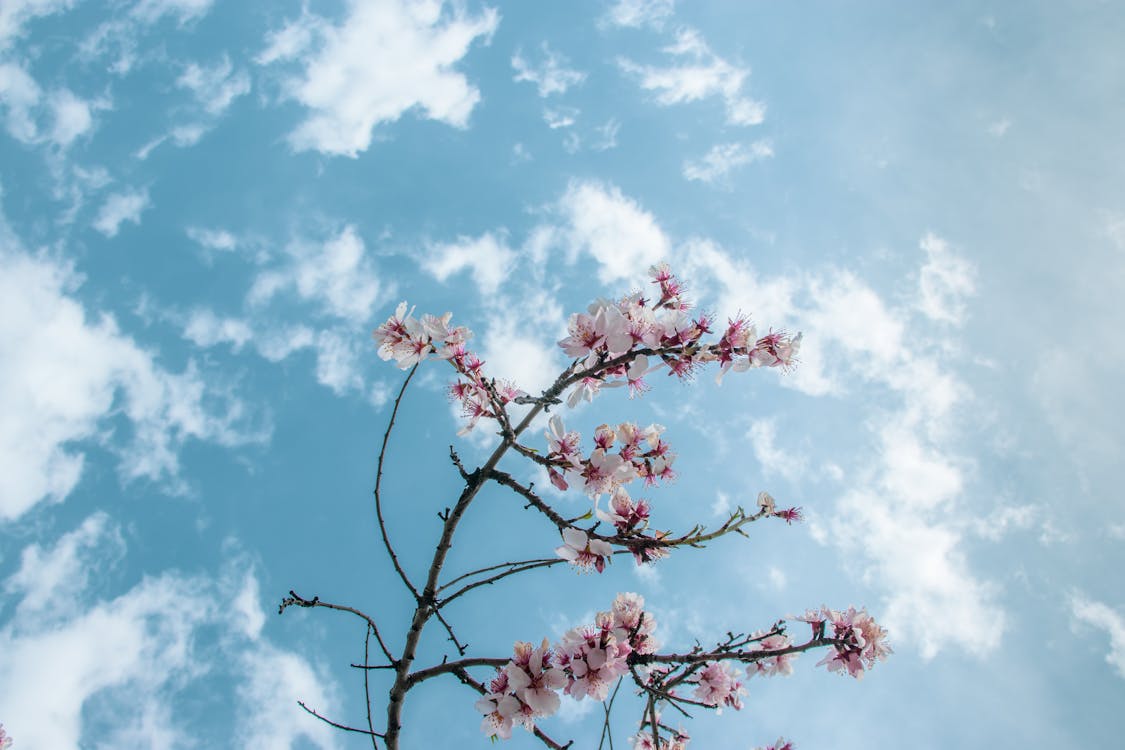 Foto stok gratis alam, awan putih, berbunga