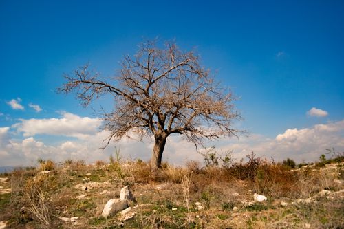 Free Stunning view of a solitary tree against a vibrant blue sky in the scenic landscape of Mersin, Türkiye. Stock Photo