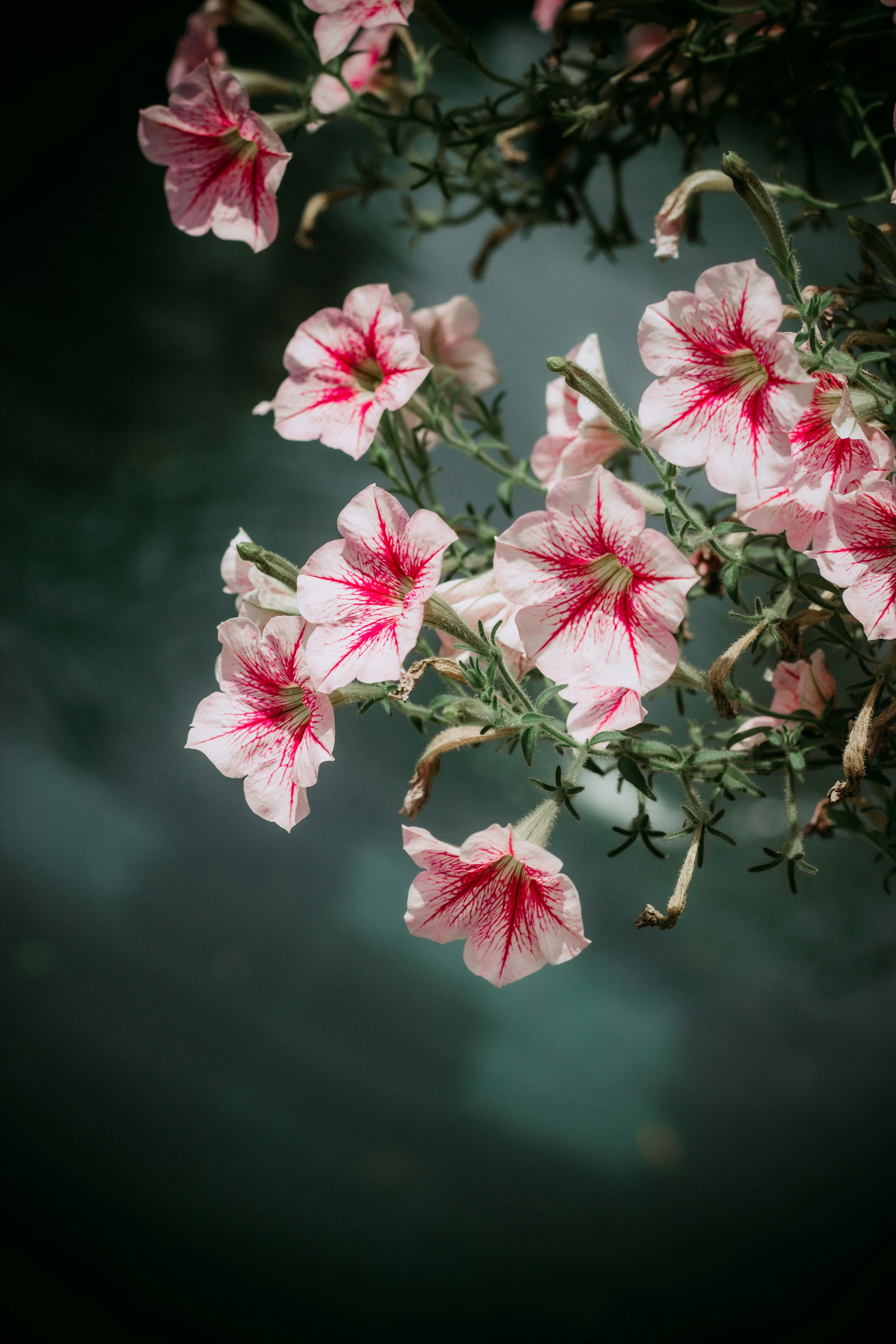 [ColoSach]-a-vibrant-close-up-of-pink-surfinia-flowers-against-a-soft-green-background,-showcasing-their-natural-beauty.