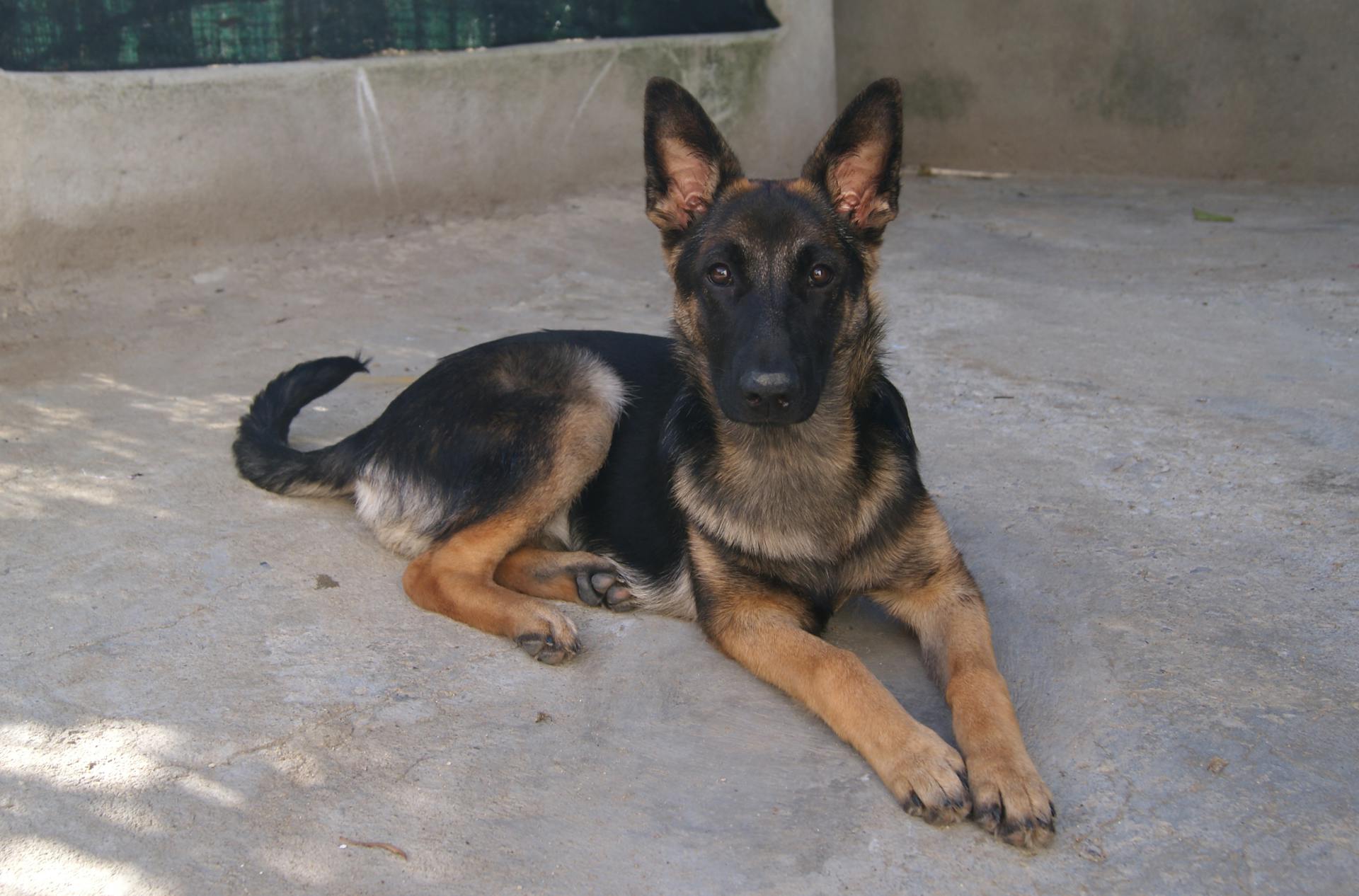 Photo d'un berger allemand de garde